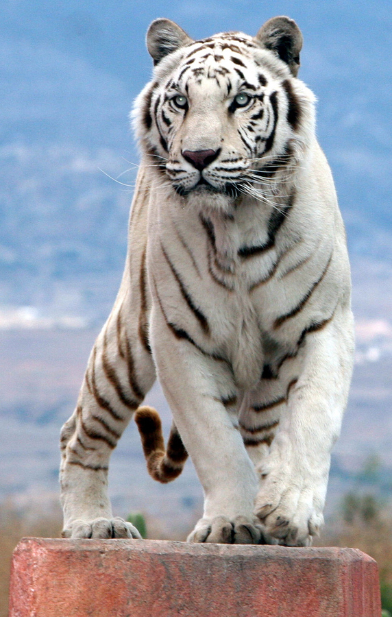 Белый тигр с голубыми глазами (60 фото)