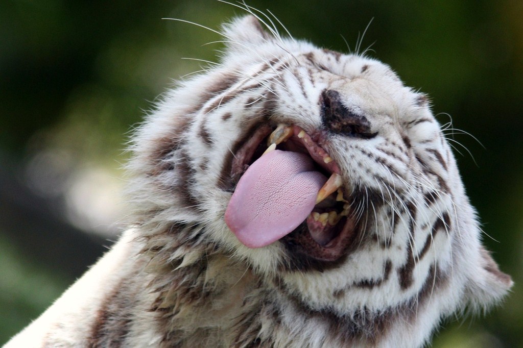 Фотография: Белые тигры №14 - BigPicture.ru