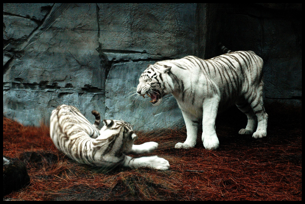 Фотография: Белые тигры №15 - BigPicture.ru
