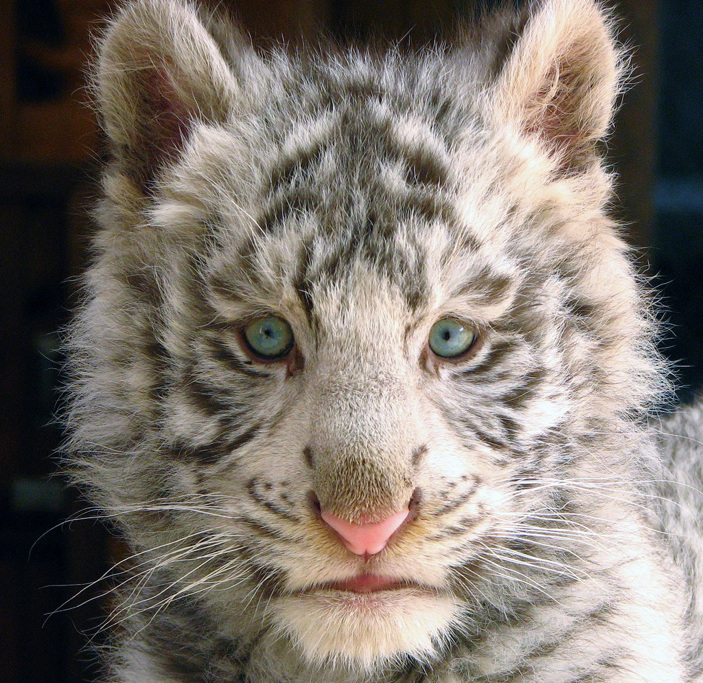 Фотография: Белые тигры №16 - BigPicture.ru