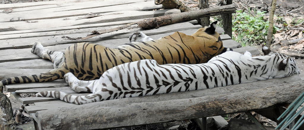 Фотография: Белые тигры №17 - BigPicture.ru