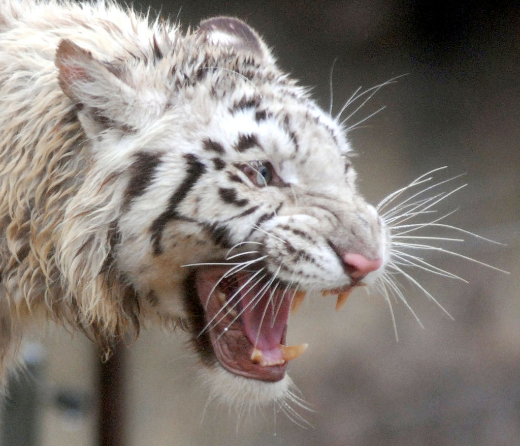 Фотография: Белые тигры №18 - BigPicture.ru