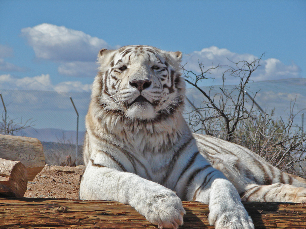 Фотография: Белые тигры №19 - BigPicture.ru