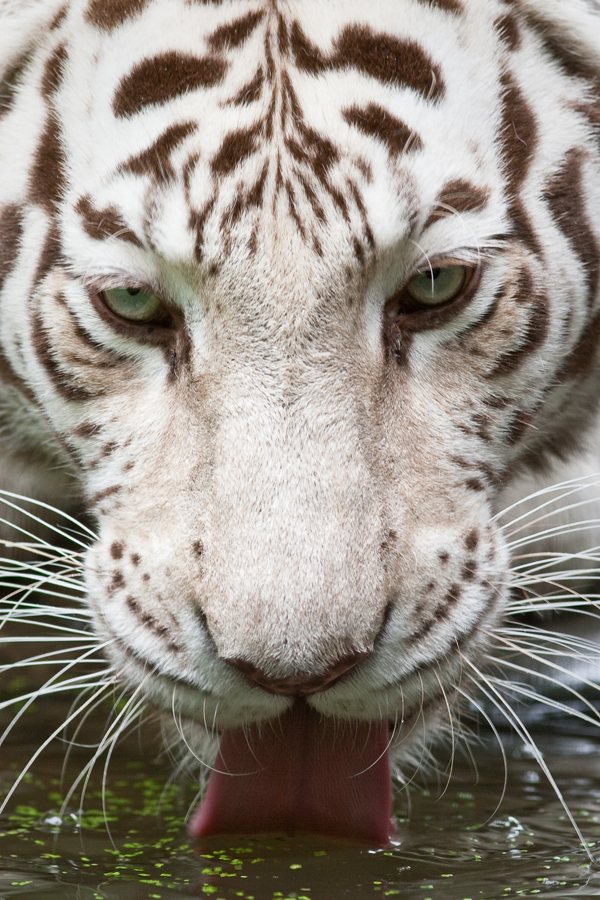 Фотография: Белые тигры №20 - BigPicture.ru