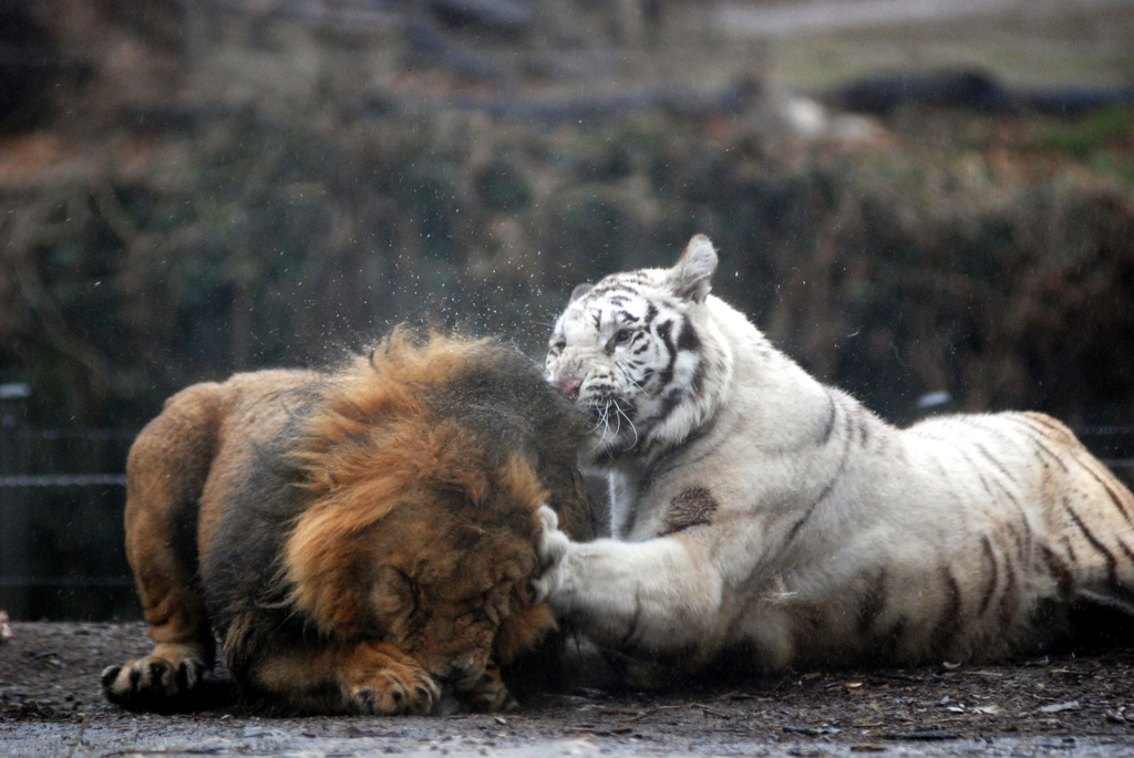 Фотография: Белые тигры №21 - BigPicture.ru