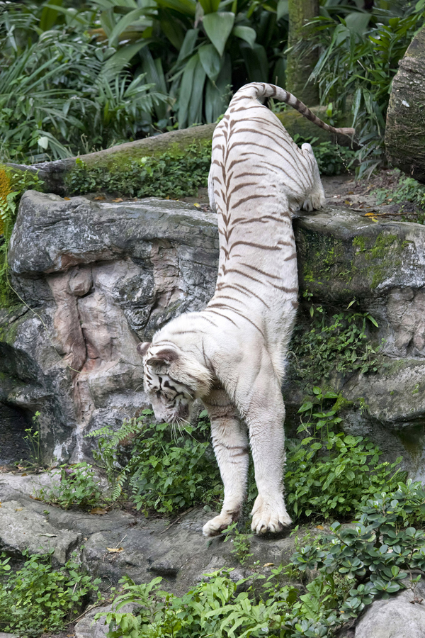 Фотография: Белые тигры №22 - BigPicture.ru