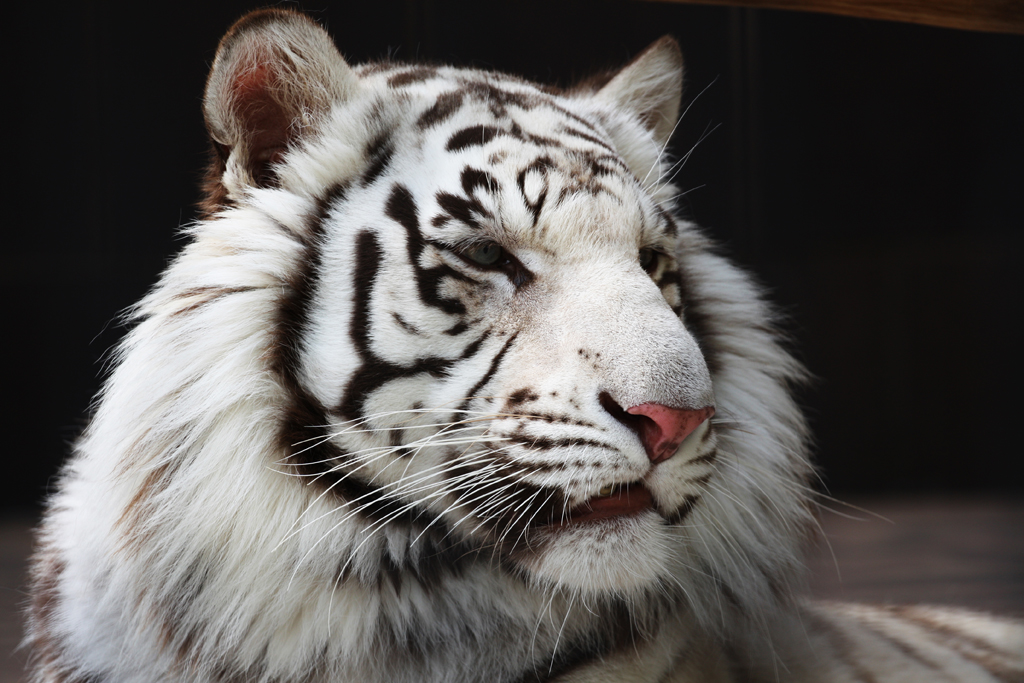 Фотография: Белые тигры №23 - BigPicture.ru