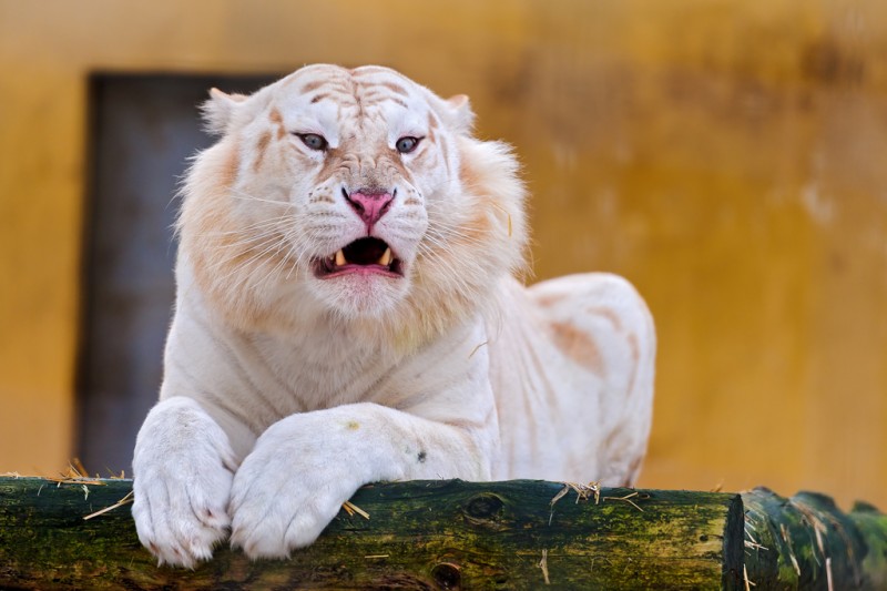 Фотография: Белые тигры №1 - BigPicture.ru