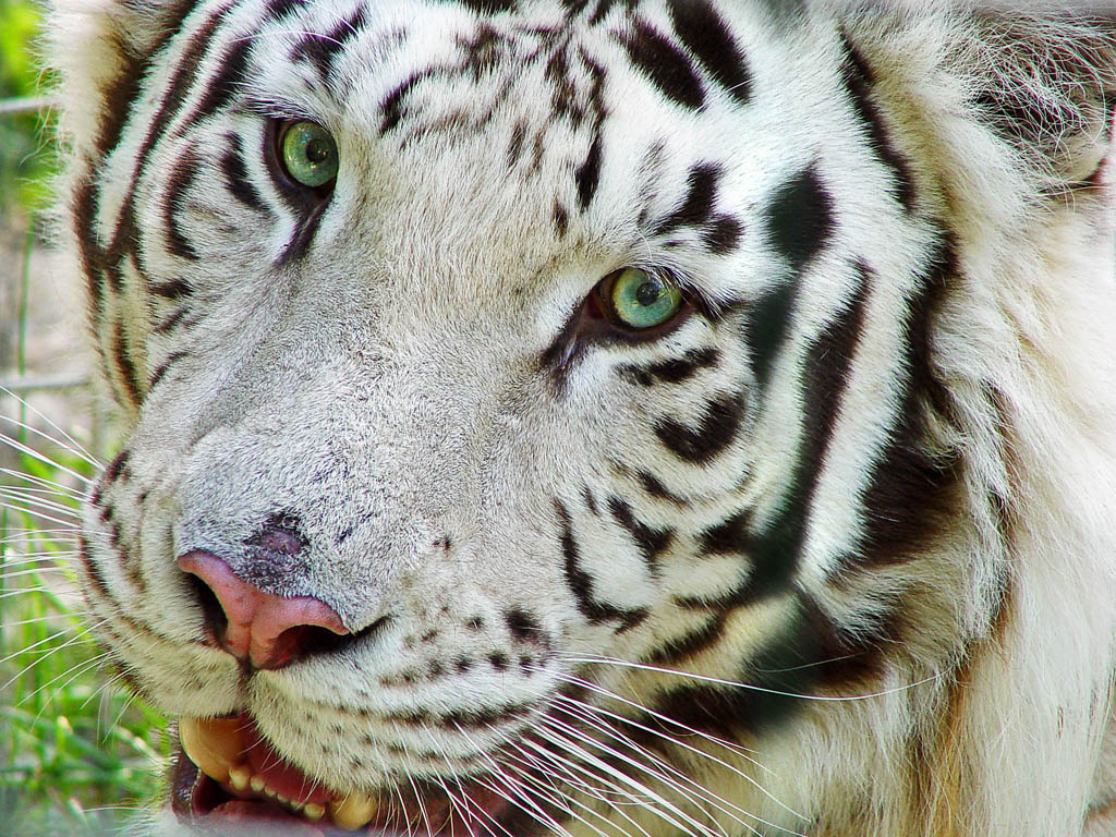 Фотография: Белые тигры №5 - BigPicture.ru