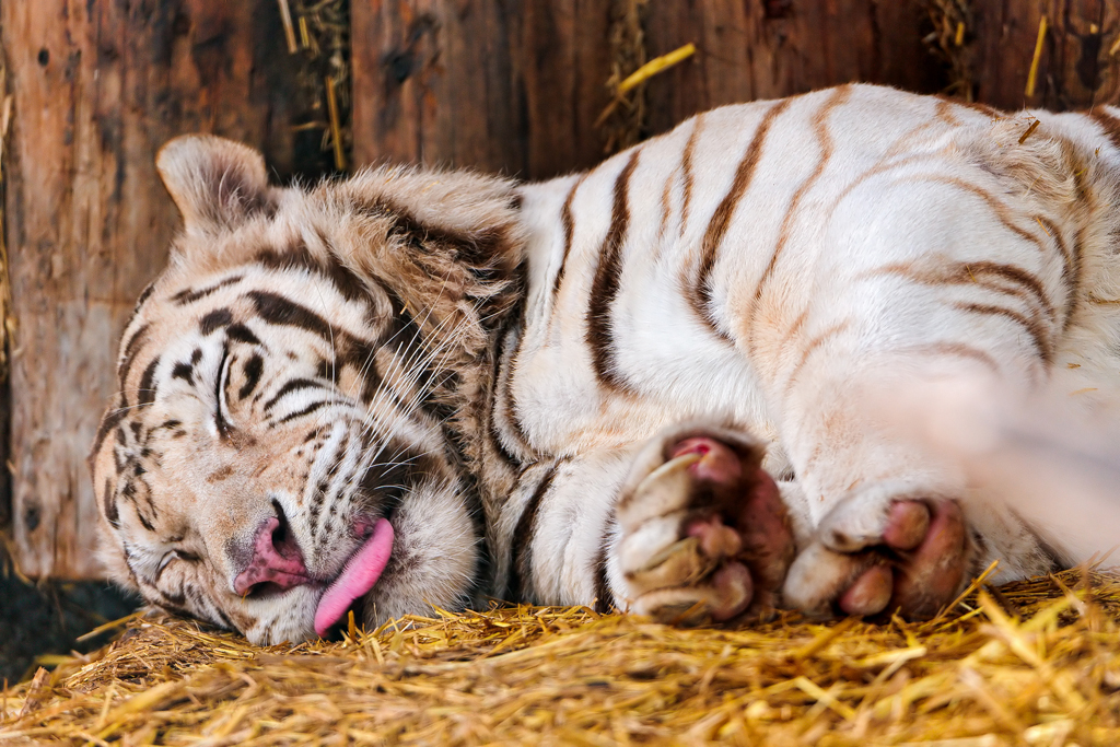Фотография: Белые тигры №6 - BigPicture.ru