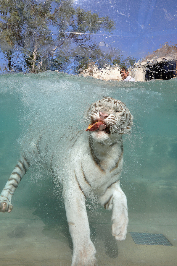 Фотография: Белые тигры №9 - BigPicture.ru