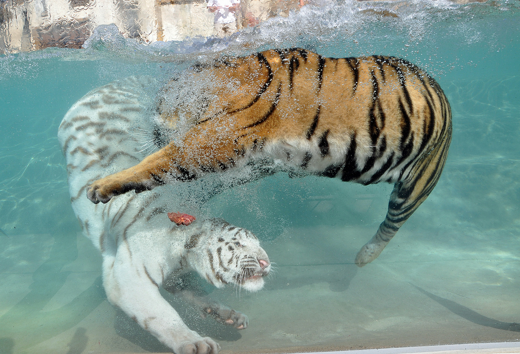 Фотография: Белые тигры №10 - BigPicture.ru