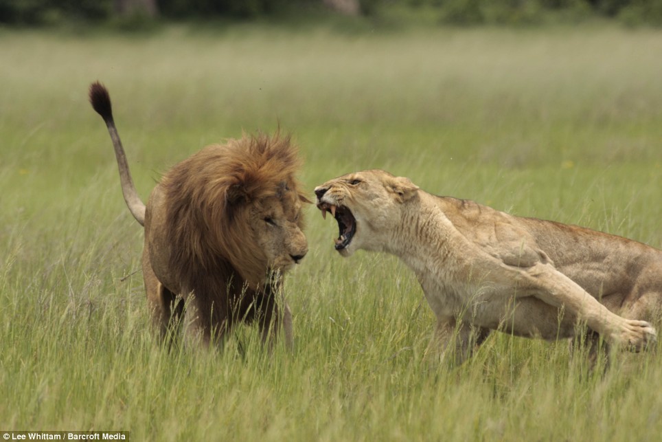 Удивительные и эмоциональные кадры — семейные разборки в львином прайде