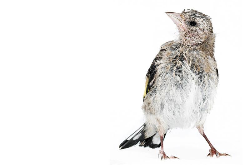 Как выглядят птенцы разных видов — фотопроект Гэвина Парсонса
