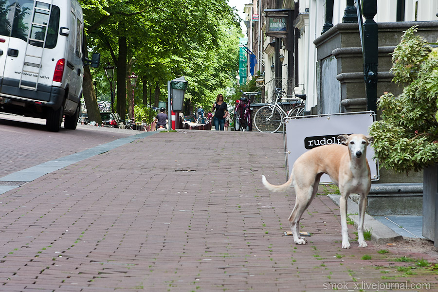 Фотография: Евротрип 2012: Амстердам №7 - BigPicture.ru
