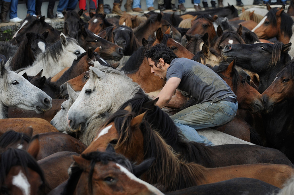 Фотография: Стрижка диких лошадей №11 - BigPicture.ru