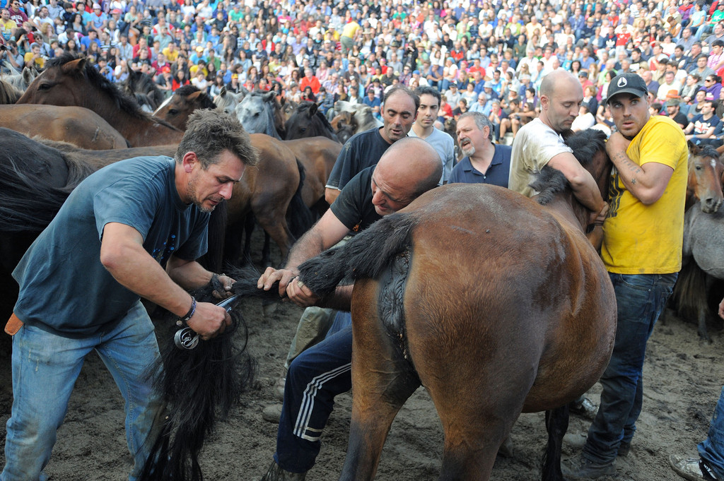 Фотография: Стрижка диких лошадей №12 - BigPicture.ru