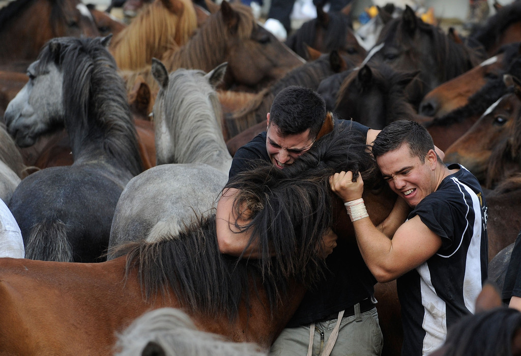 Фотография: Стрижка диких лошадей №14 - BigPicture.ru