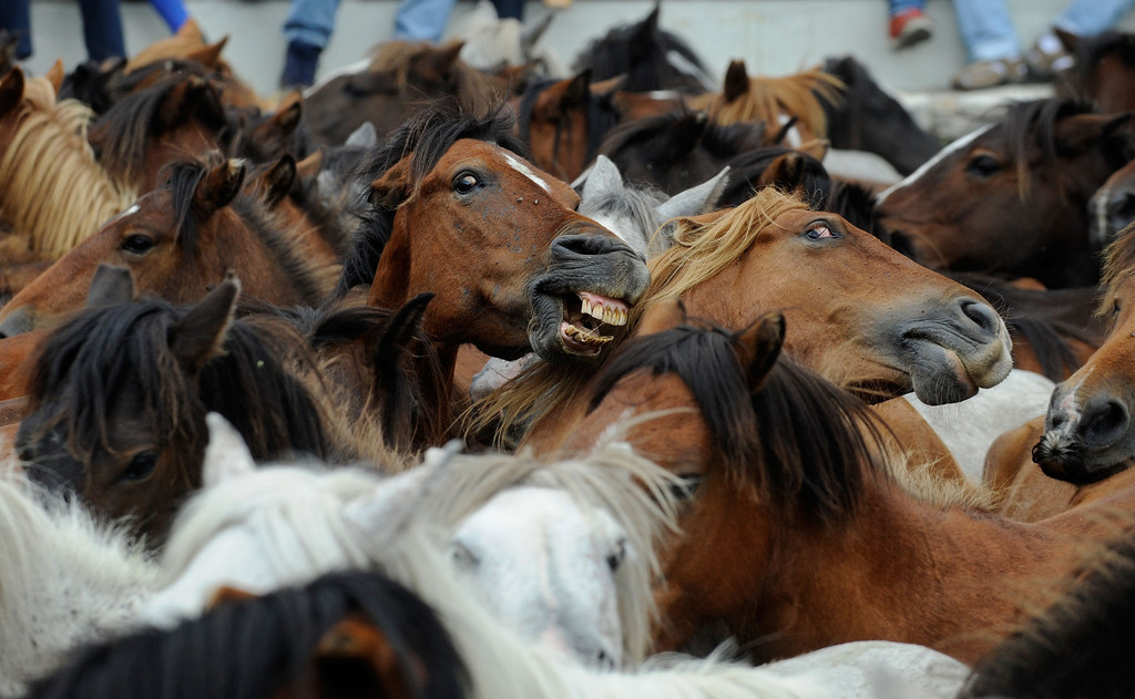 Фотография: Стрижка диких лошадей №15 - BigPicture.ru