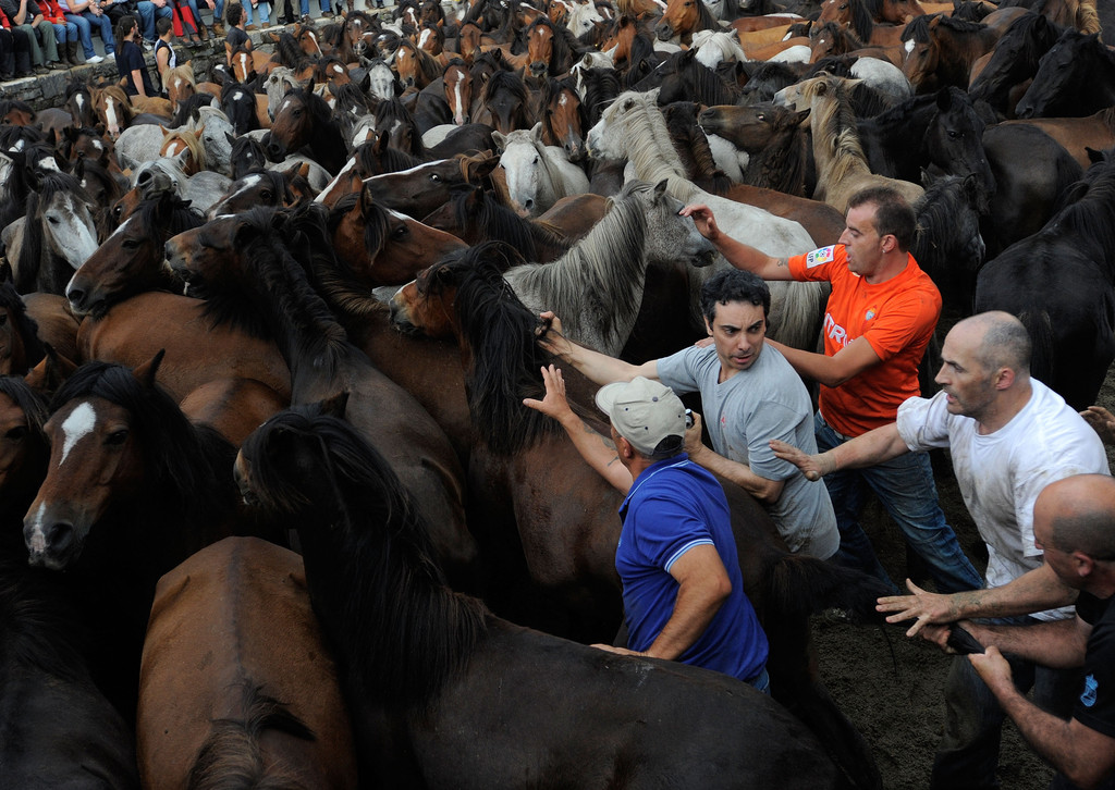 Фотография: Стрижка диких лошадей №17 - BigPicture.ru