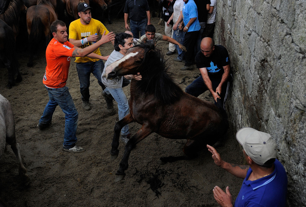 Фотография: Стрижка диких лошадей №19 - BigPicture.ru
