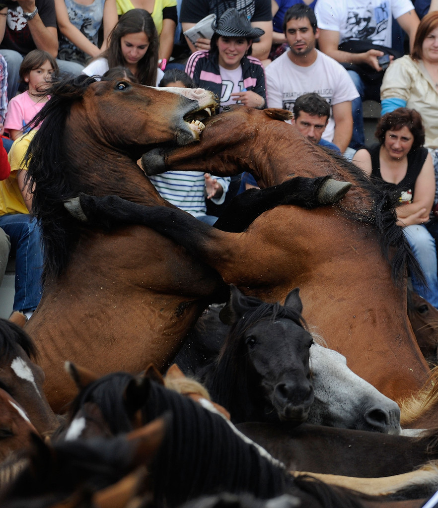 Фотография: Стрижка диких лошадей №4 - BigPicture.ru