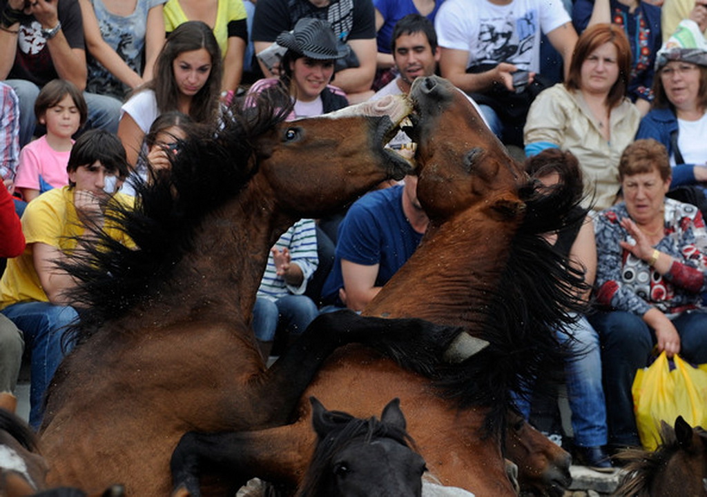 Фотография: Стрижка диких лошадей №5 - BigPicture.ru