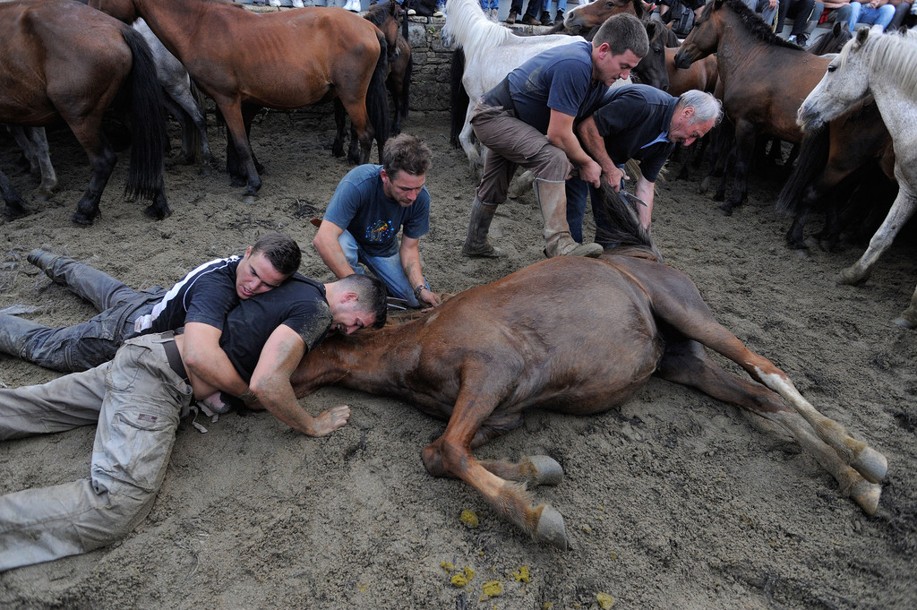 Фотография: Стрижка диких лошадей №6 - BigPicture.ru