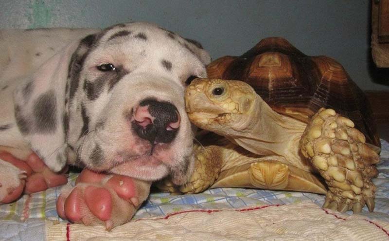 Фотография: Чем черепахи лучше кошек №13 - BigPicture.ru