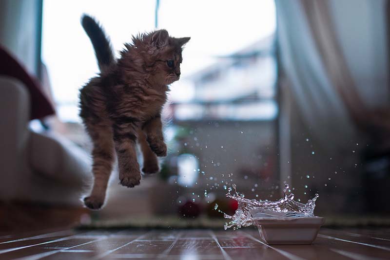 Фотография: Мега-фотографии котиков, сделанные в нужный момент №31 - BigPicture.ru
