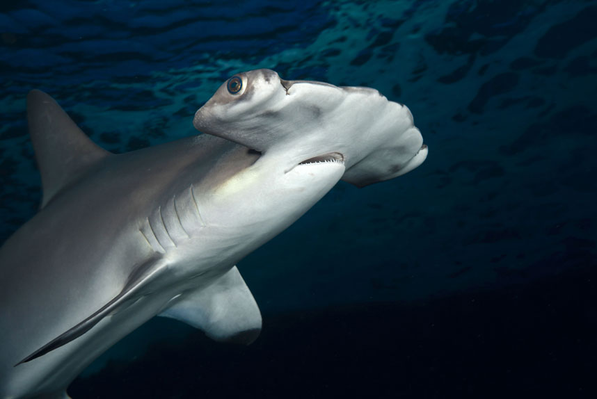 Фотография: Жизнь в океане — подводные фотографии Дэвида Флитэма №11 - BigPicture.ru