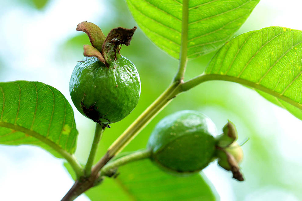 Фотография: Самые полезные экзотические фрукты №2 - BigPicture.ru