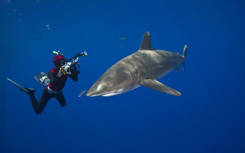 Фотография: Жизнь в океане — подводные фотографии Дэвида Флитэма №12 - BigPicture.ru