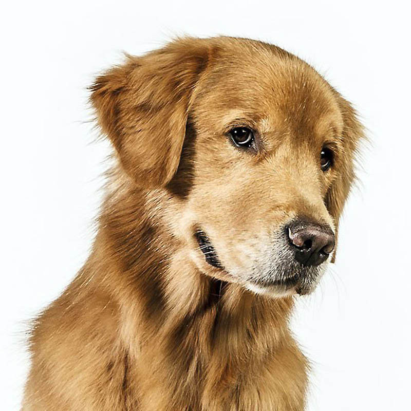 Фотография: Собачьи портреты №12 - BigPicture.ru
