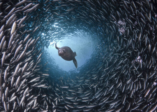 Жизнь в океане — подводные фотографии Дэвида Флитэма