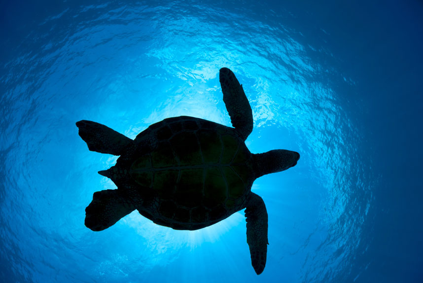 Жизнь в океане — удивительные подводные фотографии