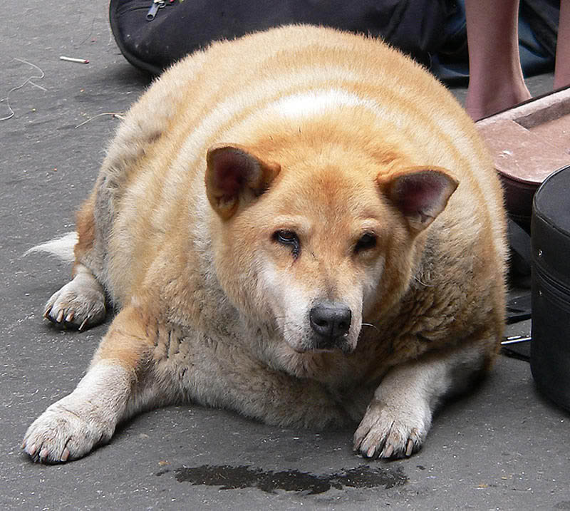Фотография: Животные с лишним весом №13 - BigPicture.ru