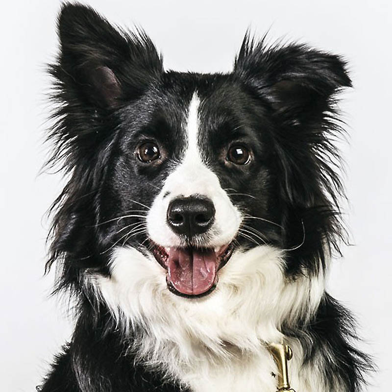 Фотография: Собачьи портреты №16 - BigPicture.ru