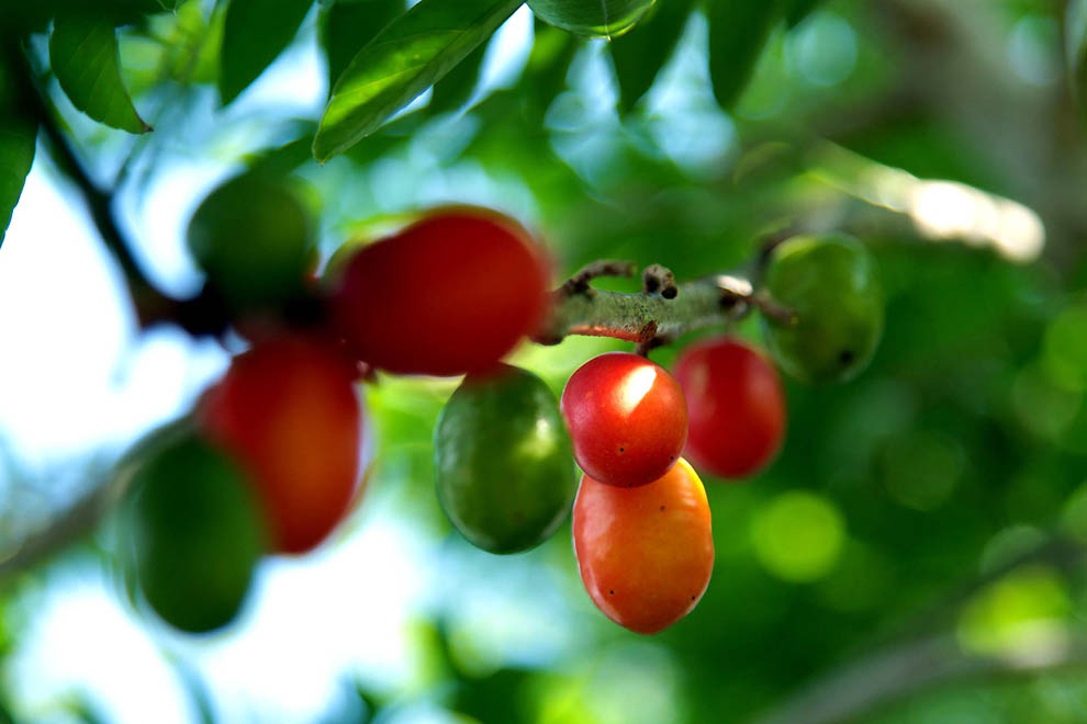 Фотография: Самые полезные экзотические фрукты №17 - BigPicture.ru