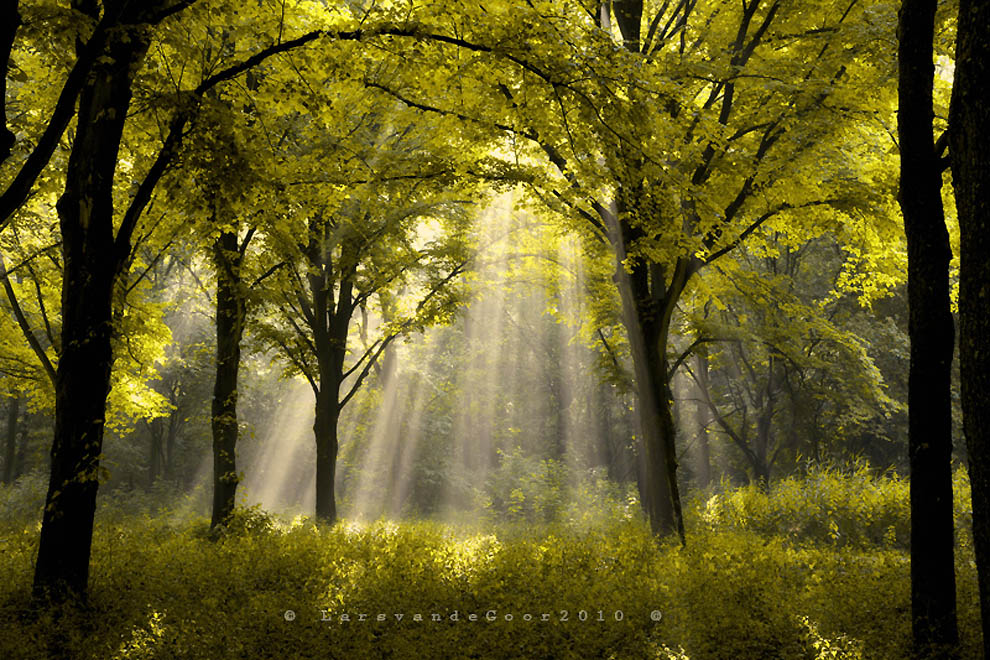 Фотография: Лесные пейзажи Ларса Ван де Гур №20 - BigPicture.ru