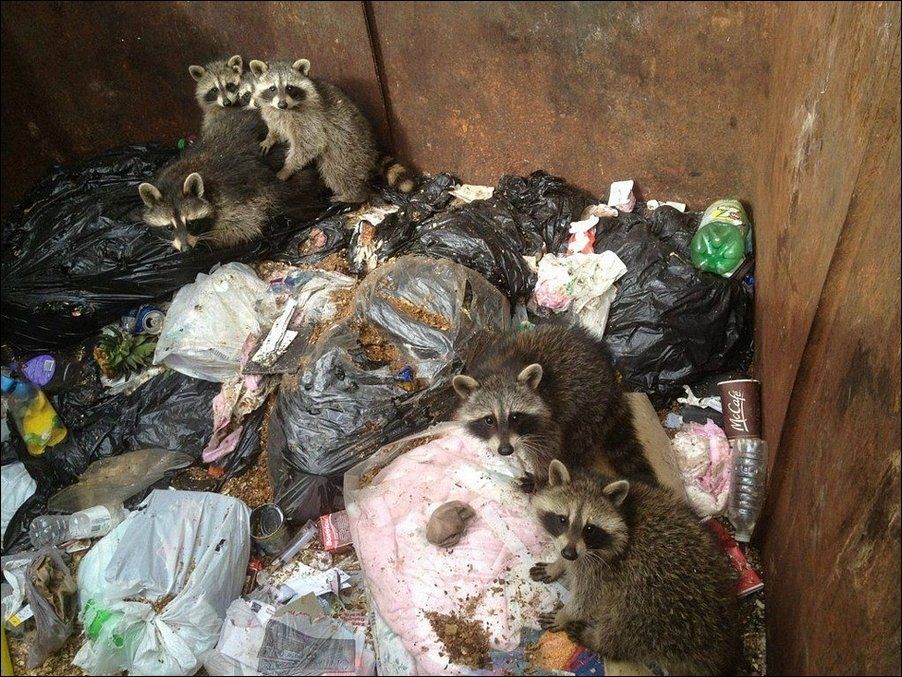 Фотография: Енотики в мусорном баке №3 - BigPicture.ru