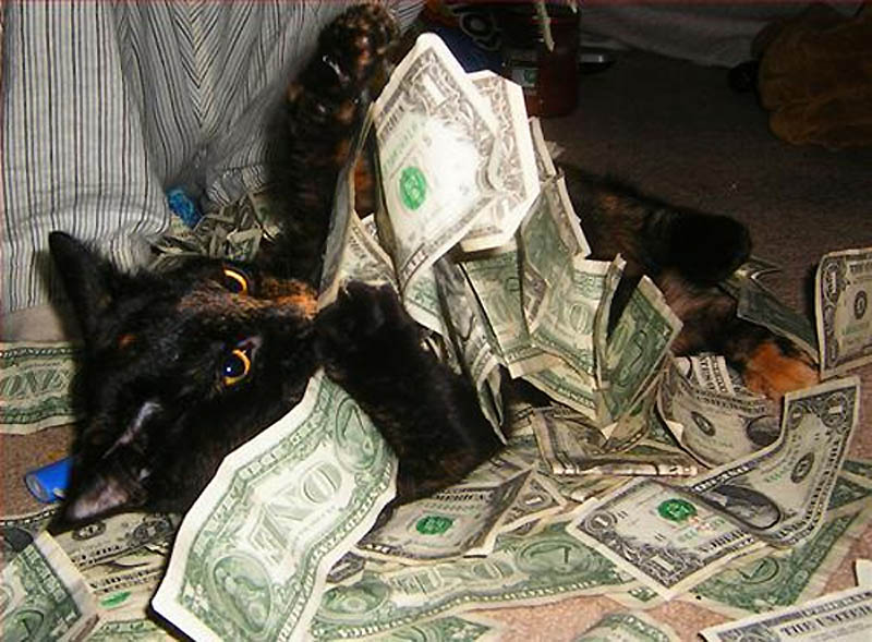 Фотография: Почему кошки лучше собак №22 - BigPicture.ru