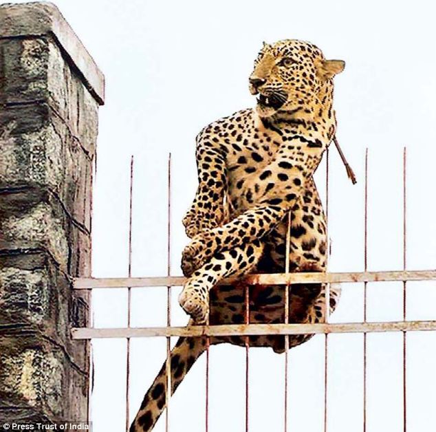 Фотография: Леопард напоролся на острый прут забора, но был спасен №3 - BigPicture.ru