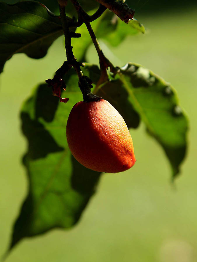 Фотография: Самые полезные экзотические фрукты №27 - BigPicture.ru
