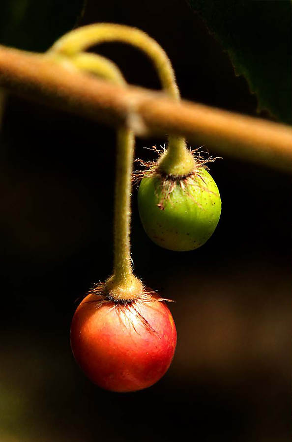 Фотография: Самые полезные экзотические фрукты №30 - BigPicture.ru
