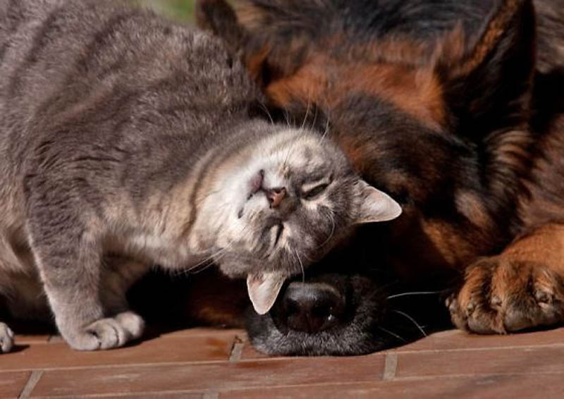 Фотография: Дружба кота и немецкой овчарки №5 - BigPicture.ru