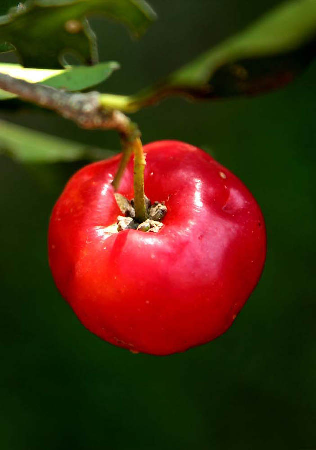 Фотография: Самые полезные экзотические фрукты №6 - BigPicture.ru