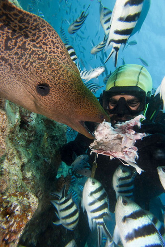 Фотография: Жизнь в океане — подводные фотографии Дэвида Флитэма №6 - BigPicture.ru