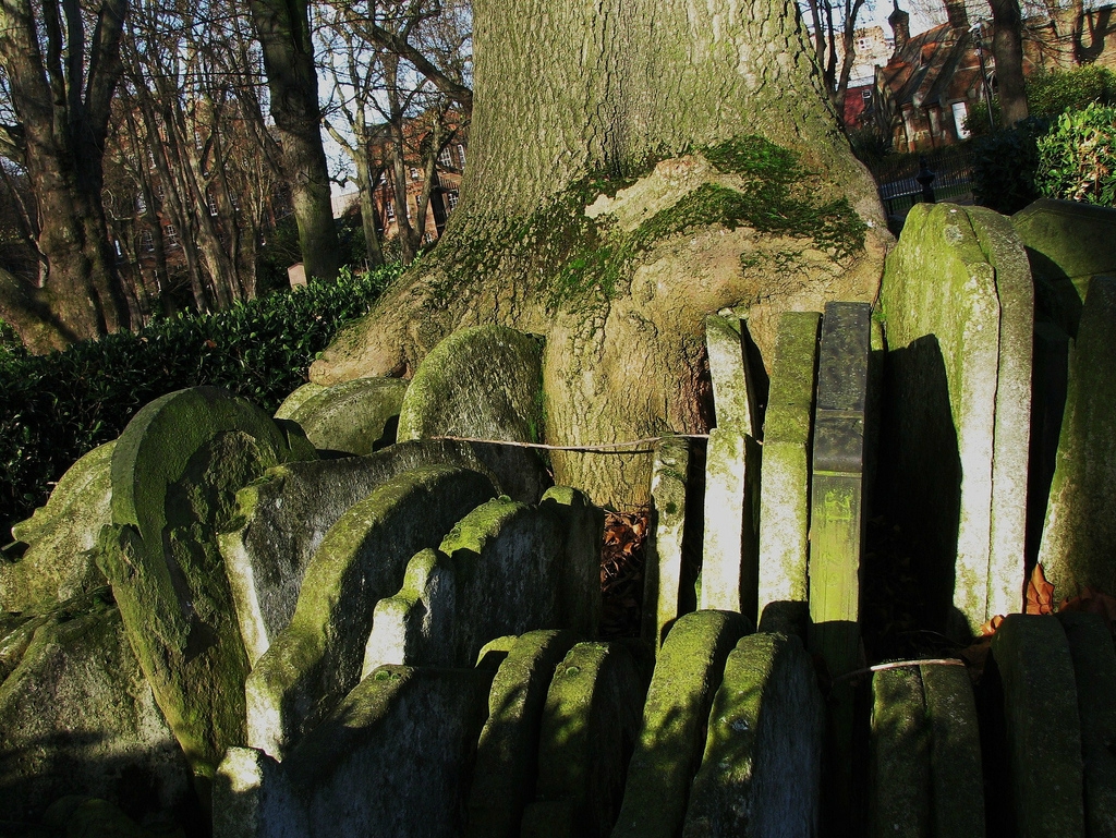 Могильное дерево Харди с сотнями надгробных плит 