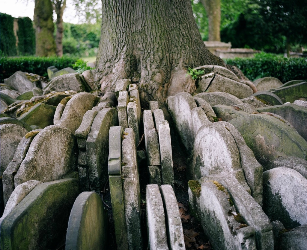 Могильное дерево Харди с сотнями надгробных плит